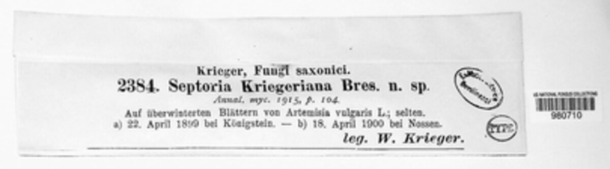 Septoria kriegeriana image
